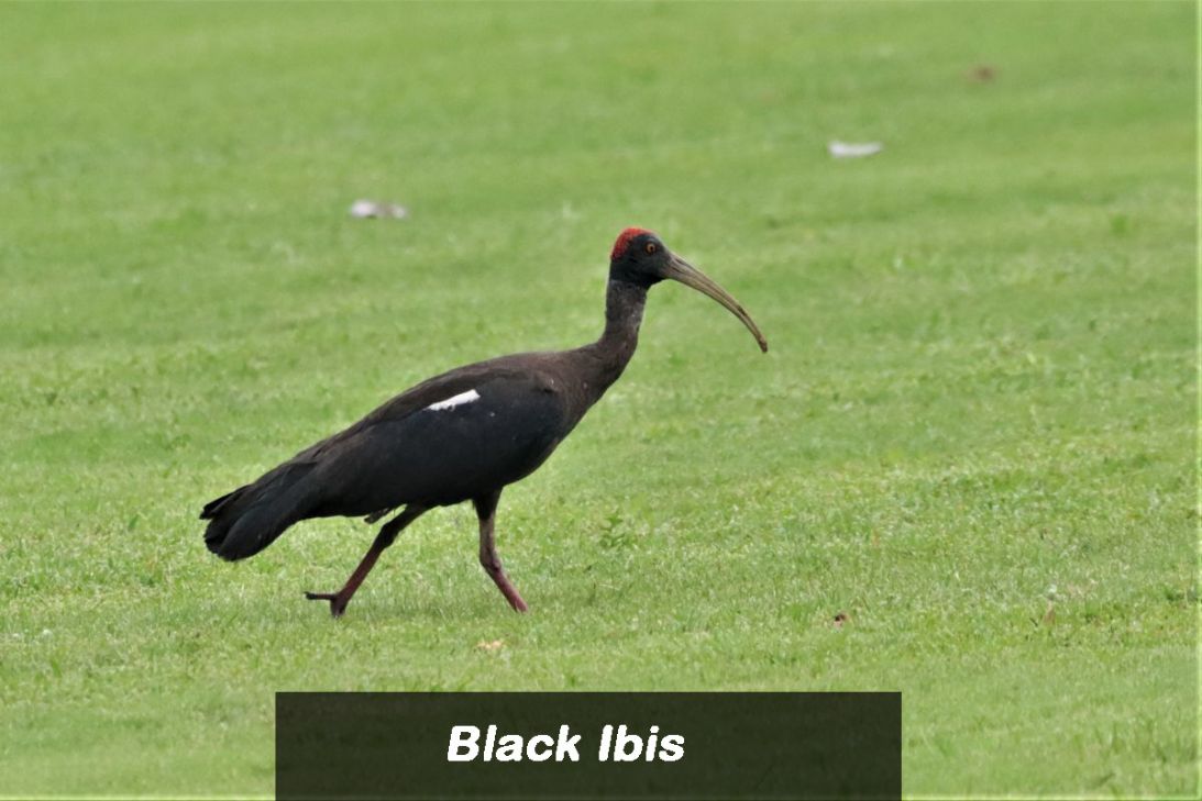 Bird 2